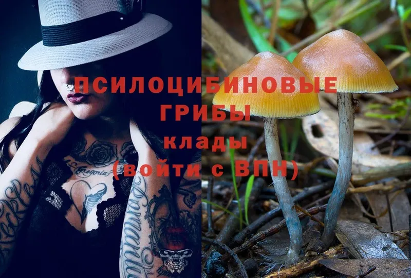 Псилоцибиновые грибы Psilocybe  Елец 